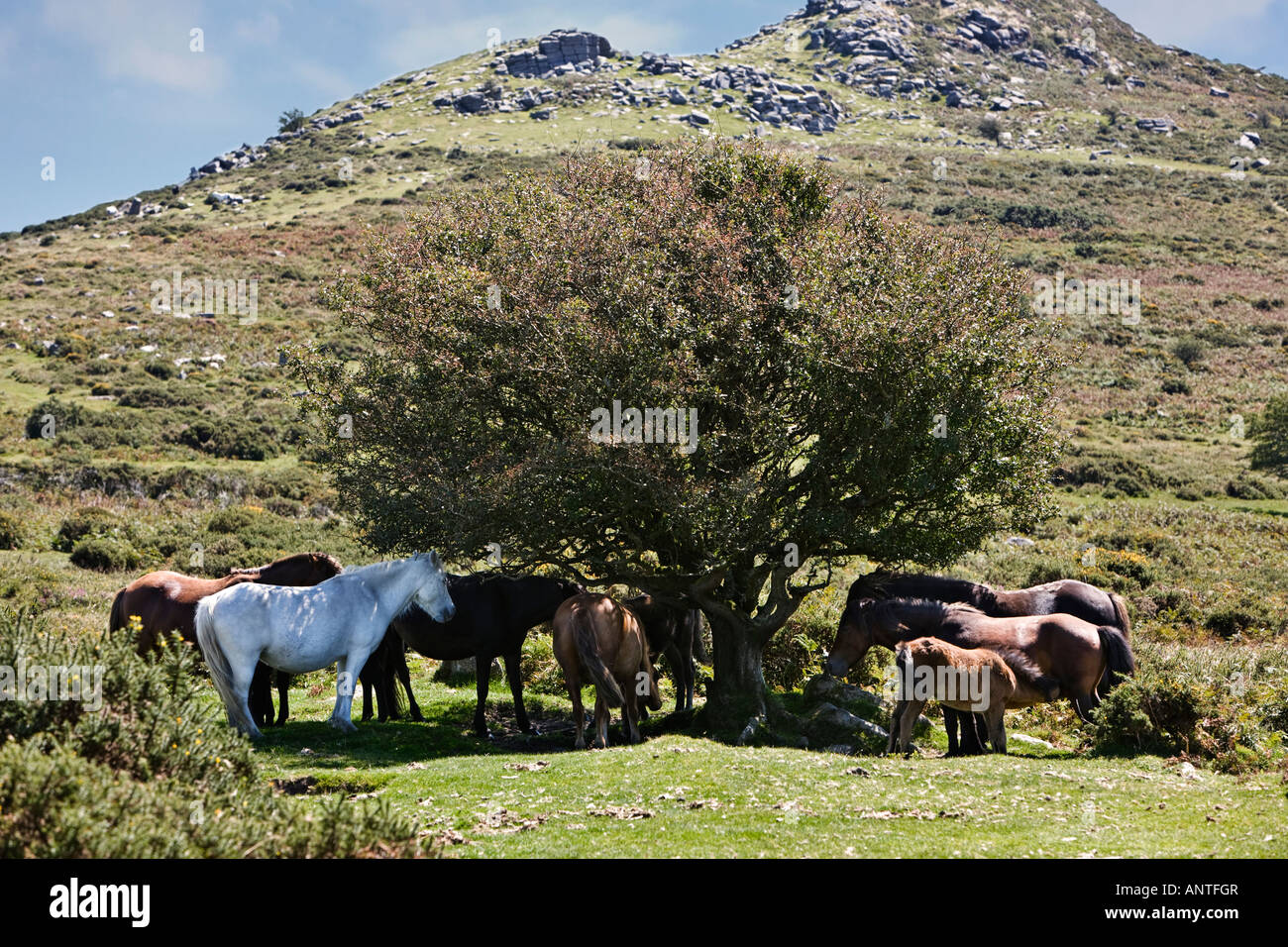 A group of Dartmoor ponies seek shade in high summer Dartmoor England UK Stock Photo