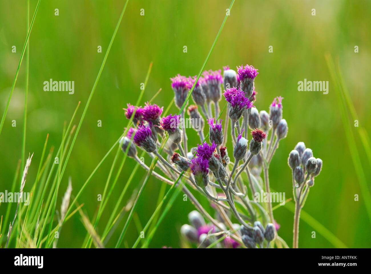 Purple wild flowers in grassland of the Free State, South Africa Stock
