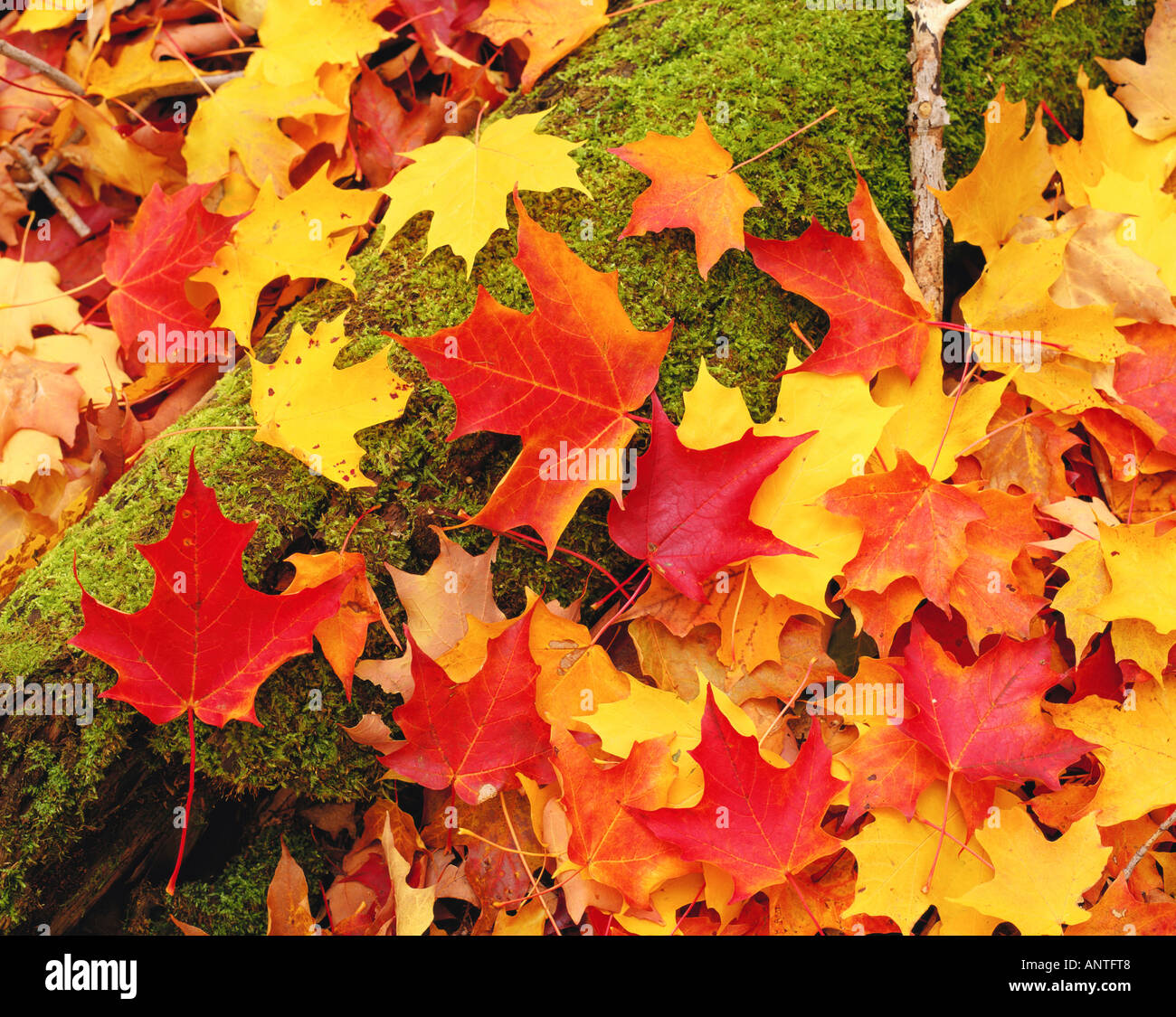 New england fall colors hi-res stock photography and images - Alamy