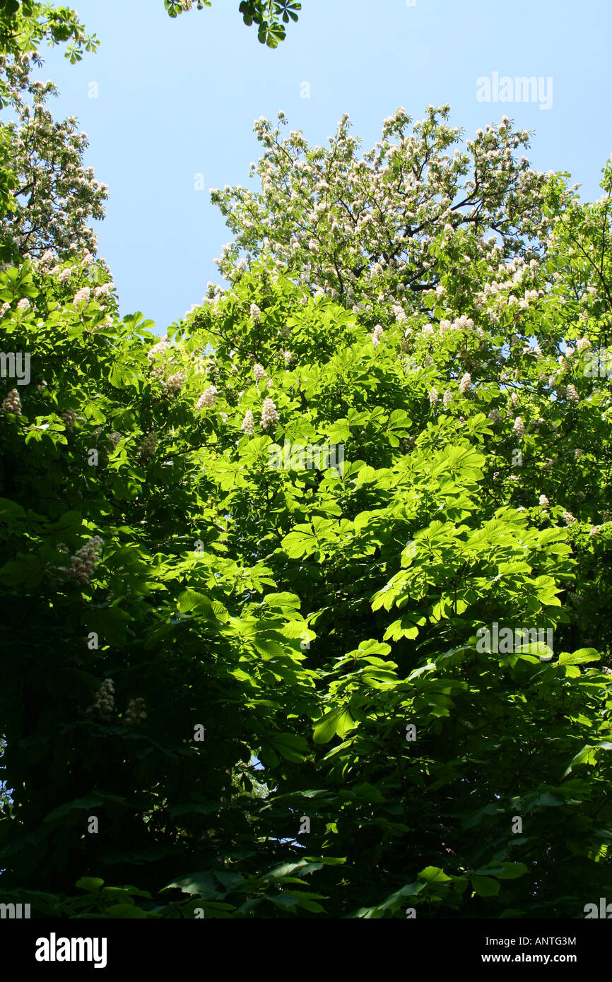 Blooming of chestnut tree in the spring Stock Photo - Alamy