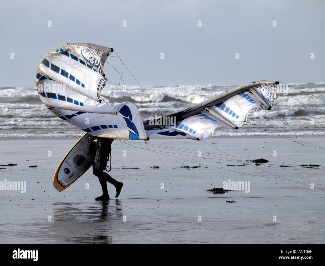 Kite surfer, struggling with his kite on a very windy day, after coming out of the sea. Stock Photo