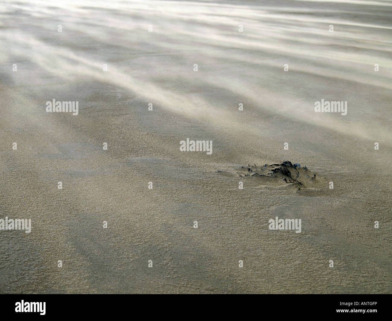 Sand storm, Dry sand blowing over the top of wet sand on the beach. Stock Photo