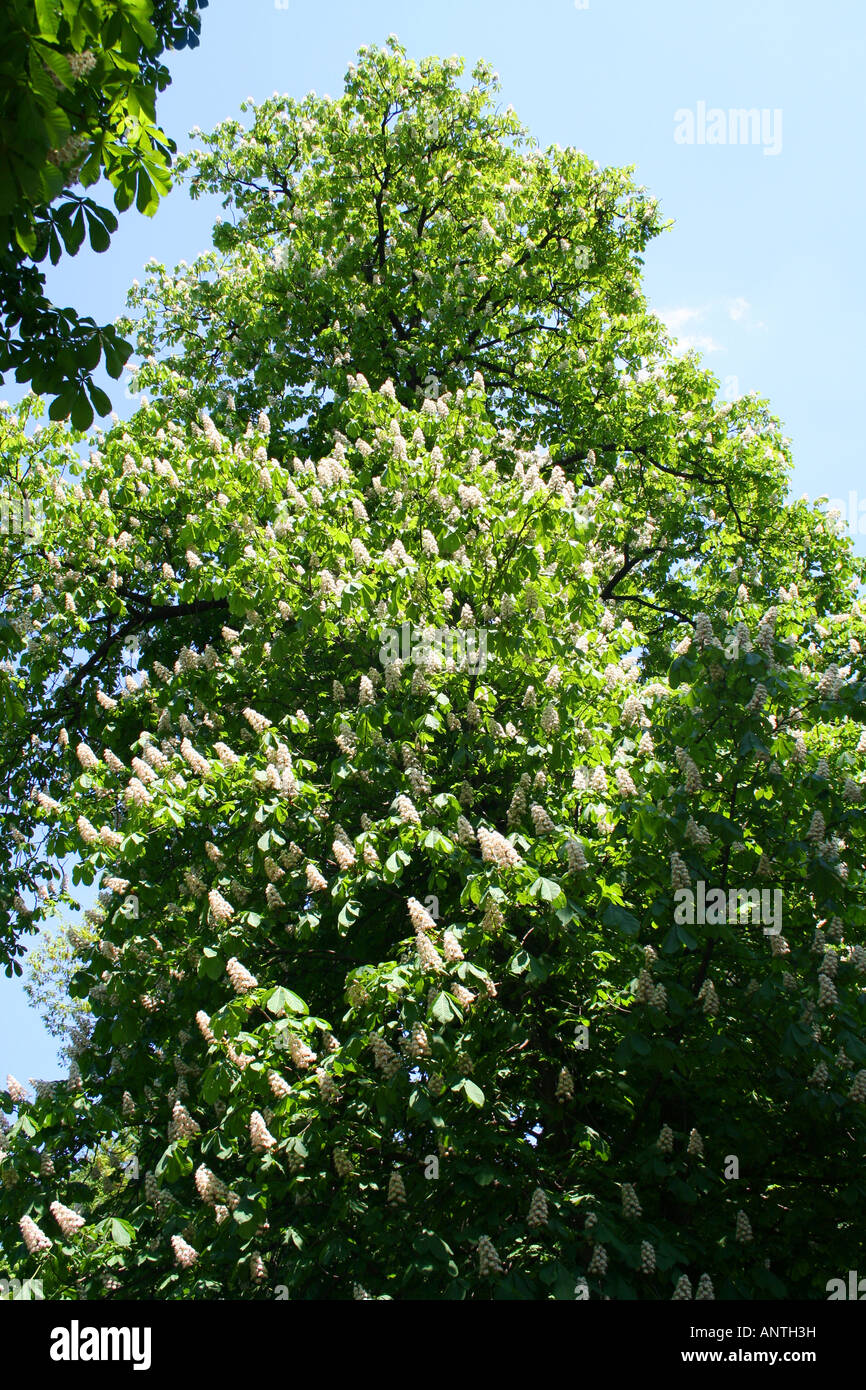Blooming of chestnut tree in the spring Stock Photo - Alamy