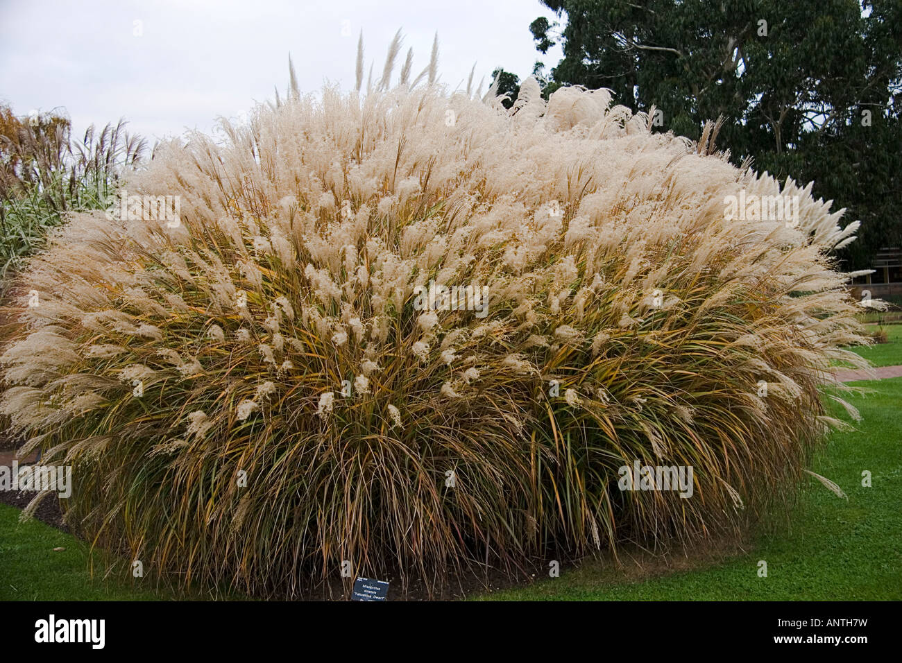 Pampas type grass Miscanthus sinensis Yakushima Dwarf Kew Gardens Stock