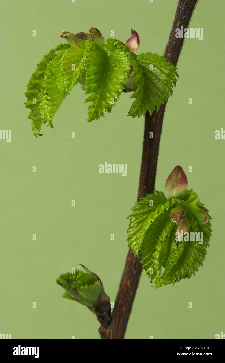 ENGLISH ELM spring growth of leaves Ulmus procera Stock Photo