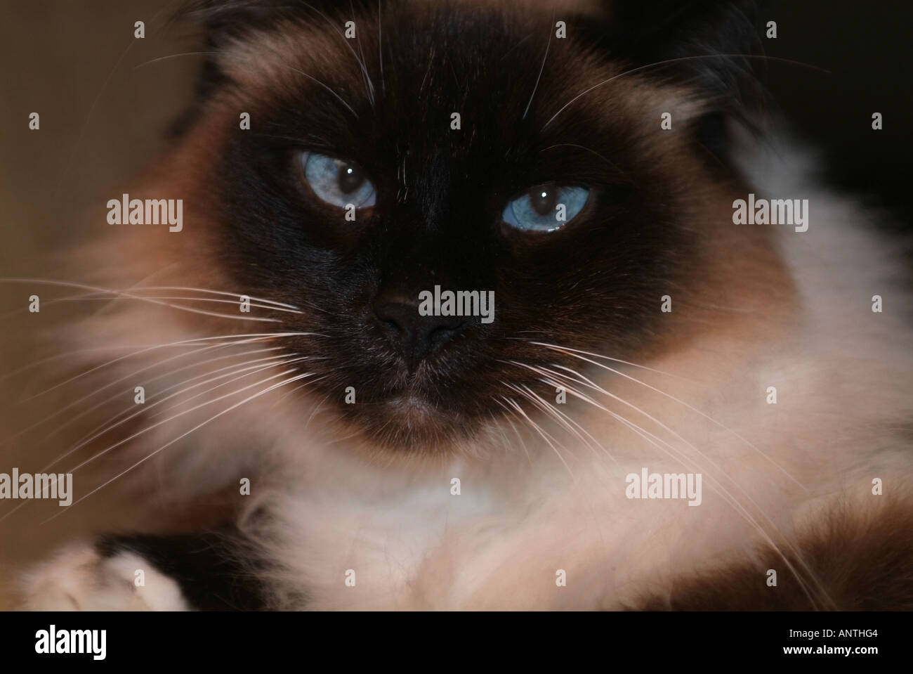A Birman cats blue eyes watching you. Stock Photo