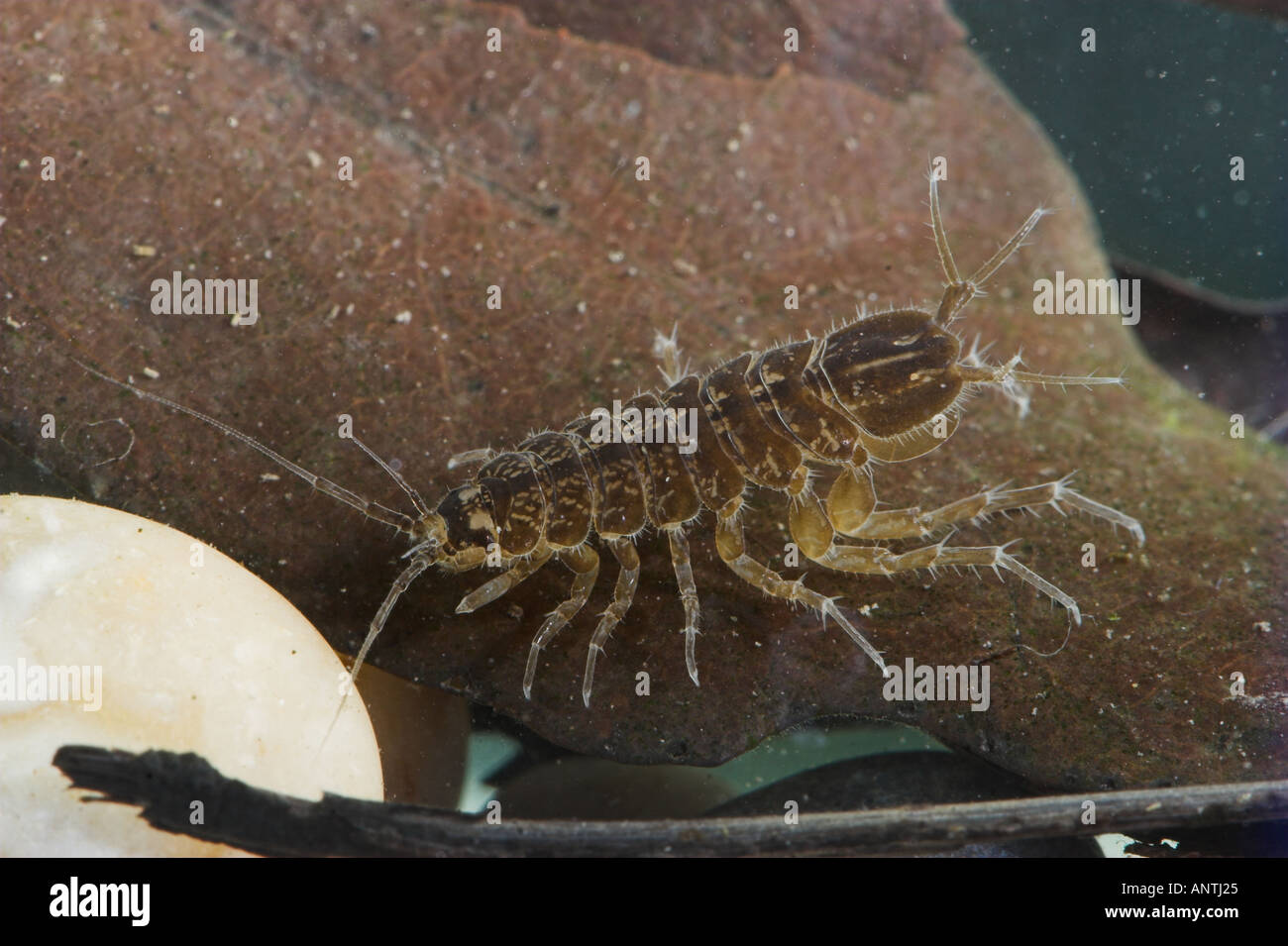 https://c8.alamy.com/comp/ANTJ25/water-louse-underwater-asellus-aquaticus-ANTJ25.jpg