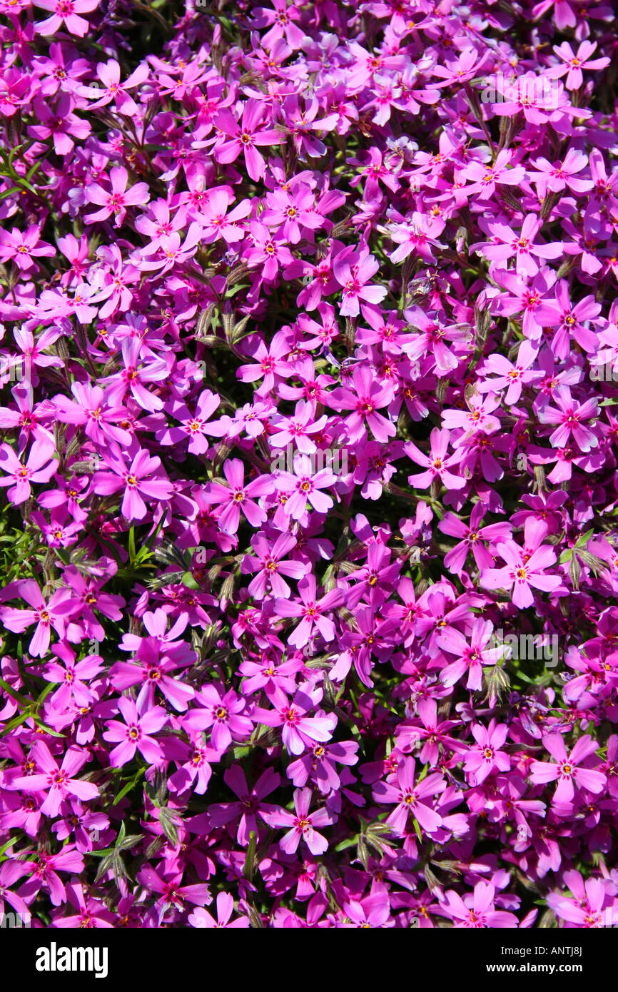 Beautiful blooming of the pink phlox flowers Stock Photo - Alamy