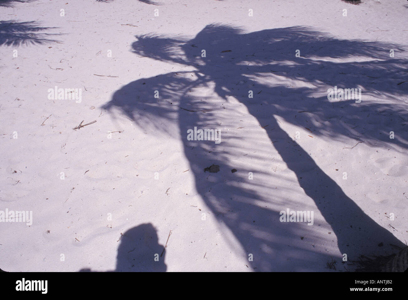 Palm Tree Shadows Caribbean Stock Photo - Alamy