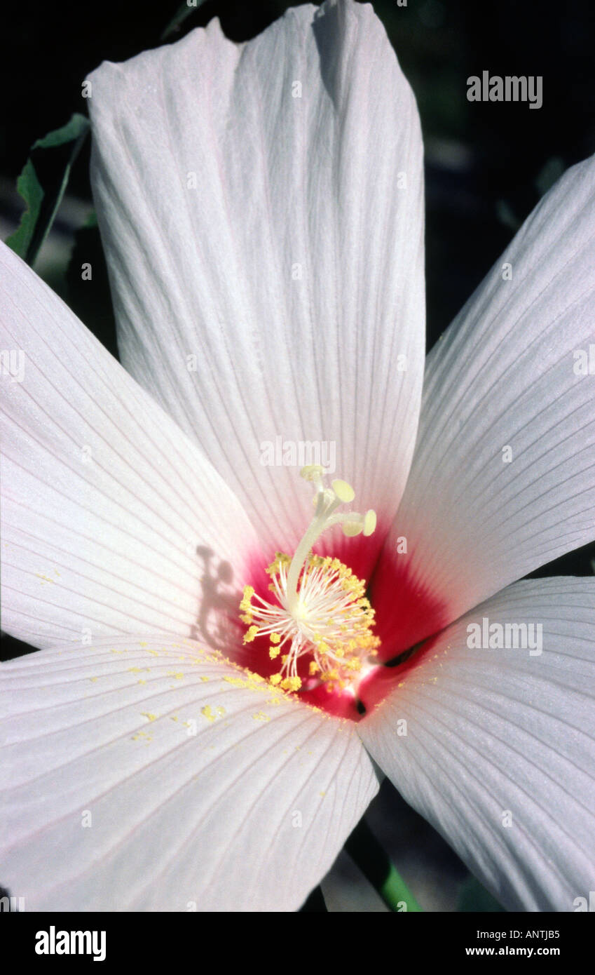 Elegant hibiscus syriacus hi-res stock photography and images - Alamy