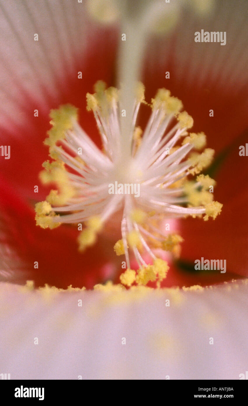 Elegant hibiscus syriacus hi-res stock photography and images - Alamy