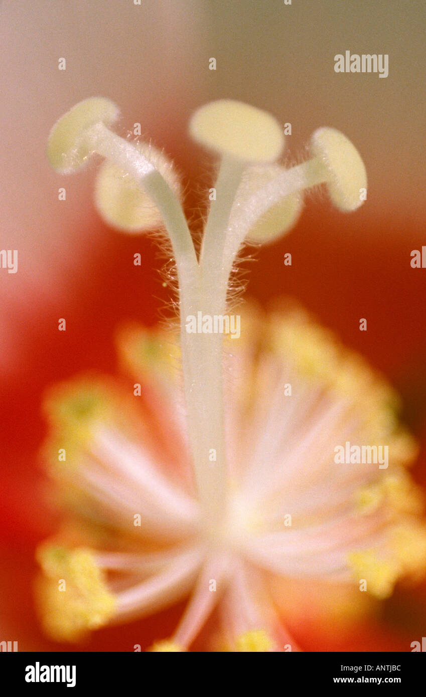 Elegant hibiscus syriacus hi-res stock photography and images - Alamy
