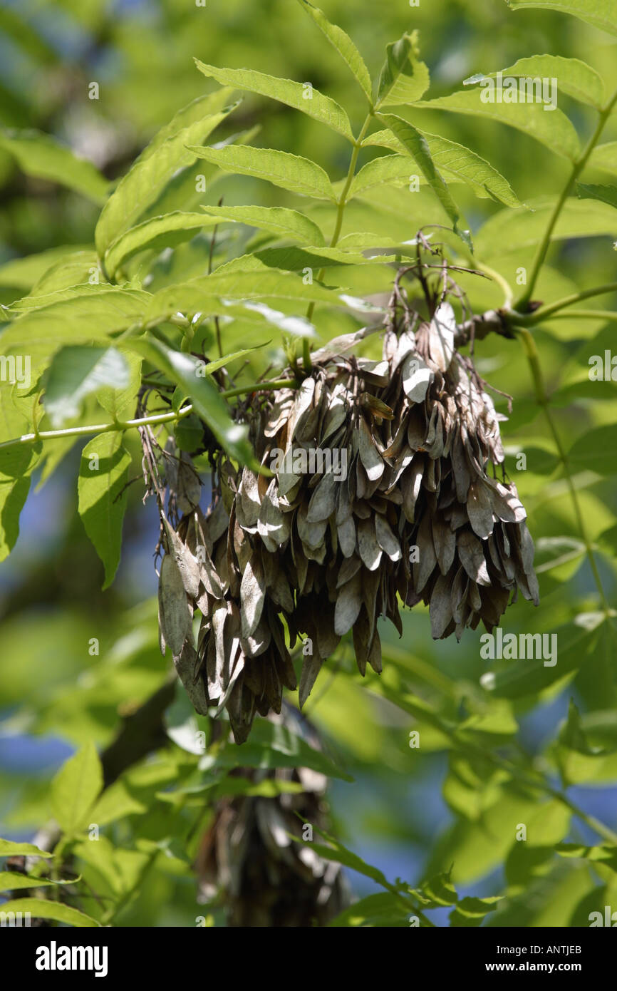 Ash tree bunch of seed pods known as Ash Keys or Samara Stock Photo