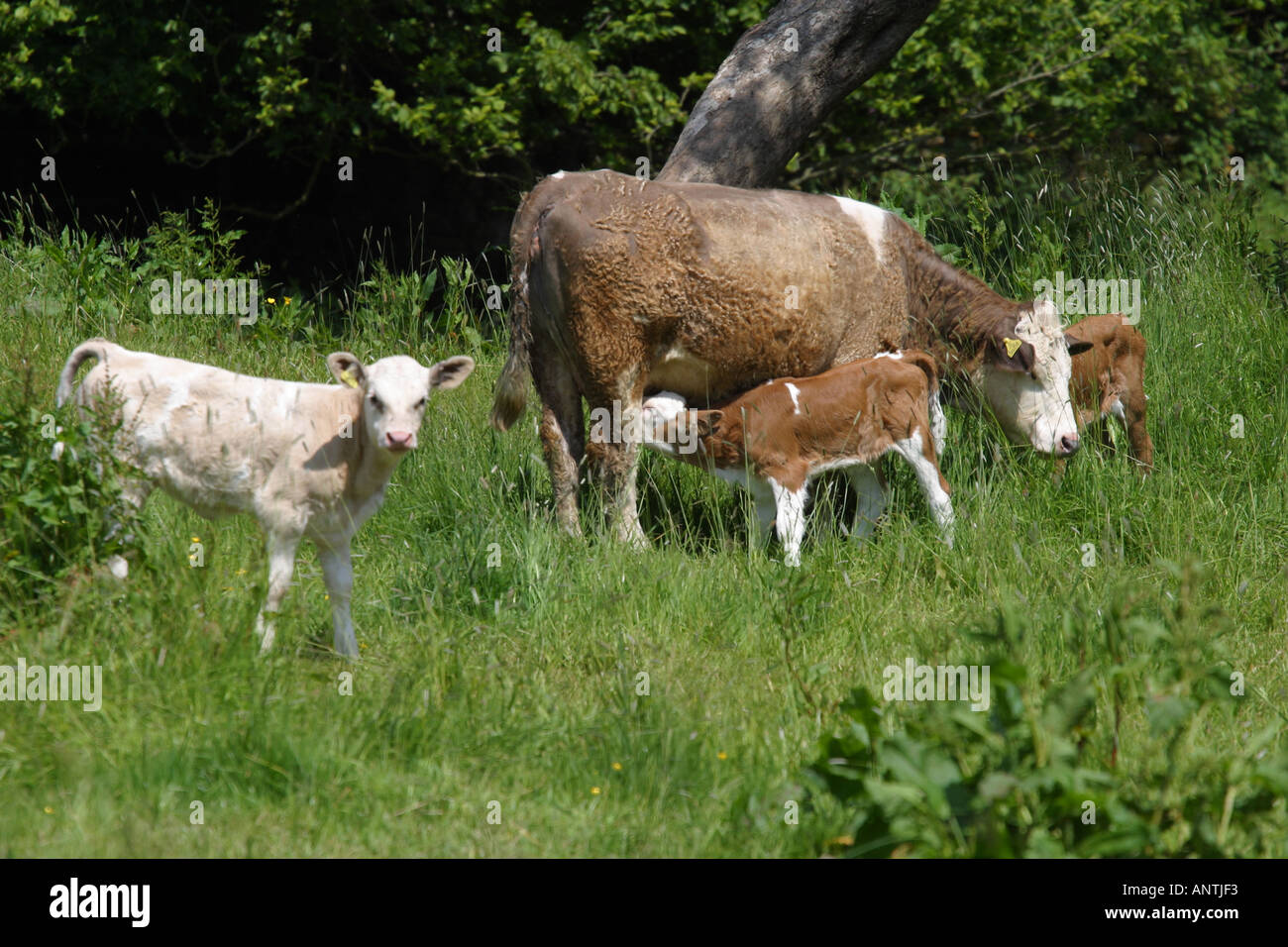 Mother cow with new calf feeding in rural field Stock Photo - Alamy