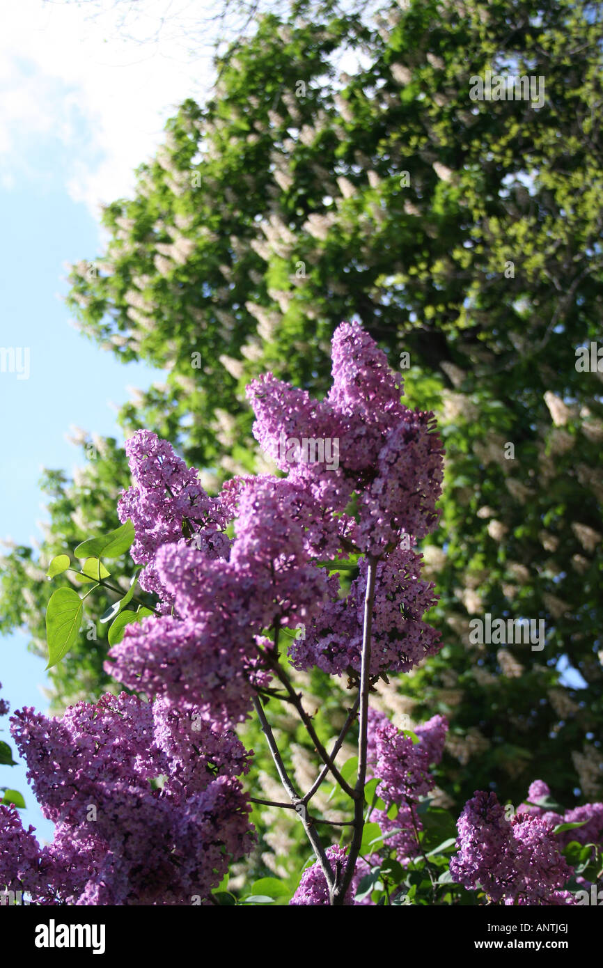 Lilac flowers in the spring Stock Photo - Alamy