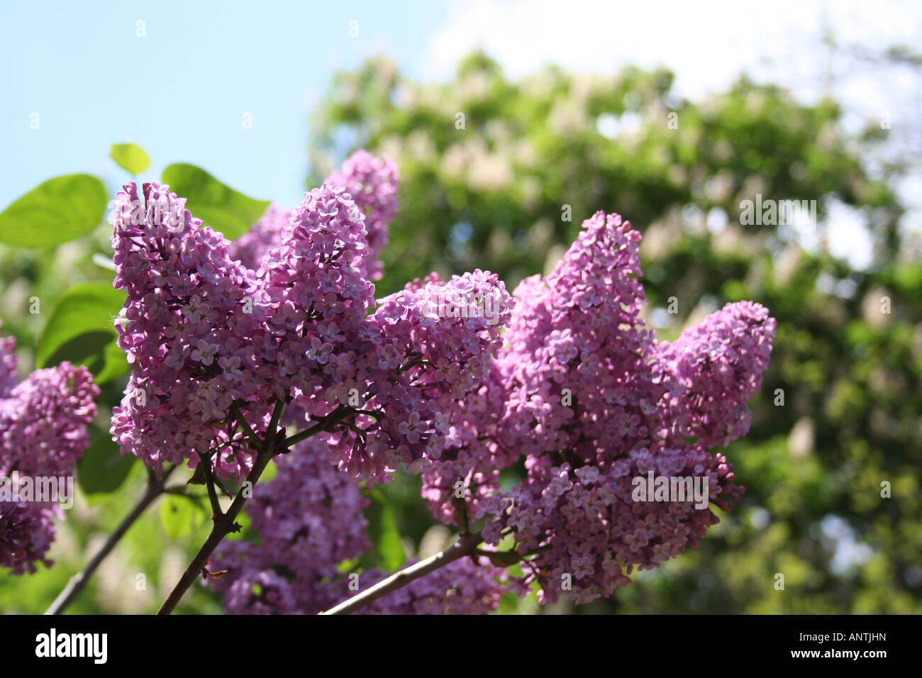 Lilac flowers in the spring Stock Photo - Alamy