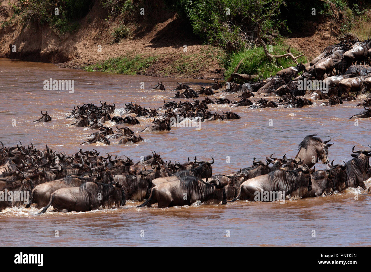 The Great Migration Wildebeast Crossing Mara River Masai Mara Kenya Africa. Stock Photo