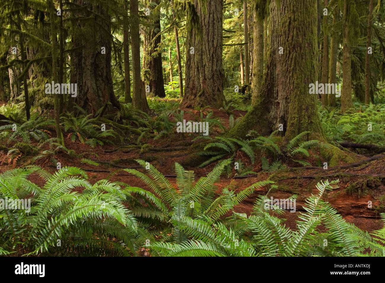 Old-growth temperate rainforest.  Cathedral Grove, MacMillan Provincial Park, Vancouver Island, BC, Canada Stock Photo