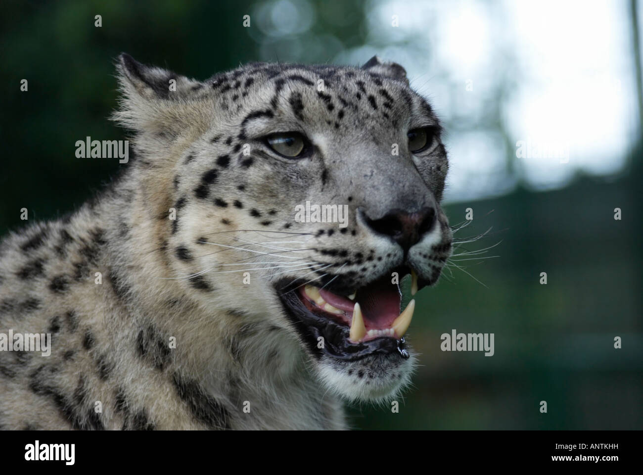 Male Snow Leopard Stock Photo - Alamy