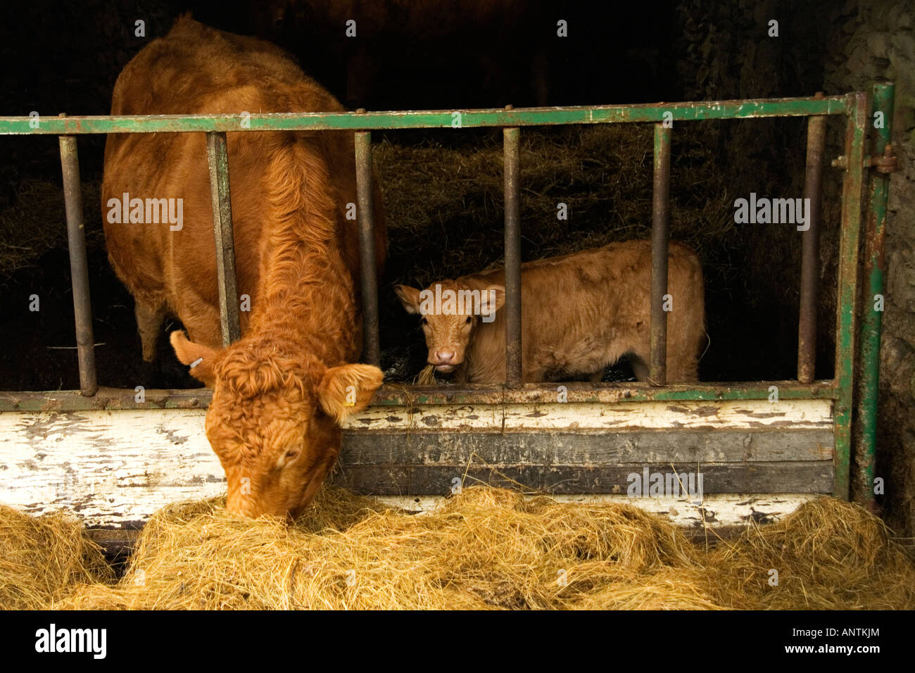 Cow and calf in a small barn, English Lake District, Cumbria, England
