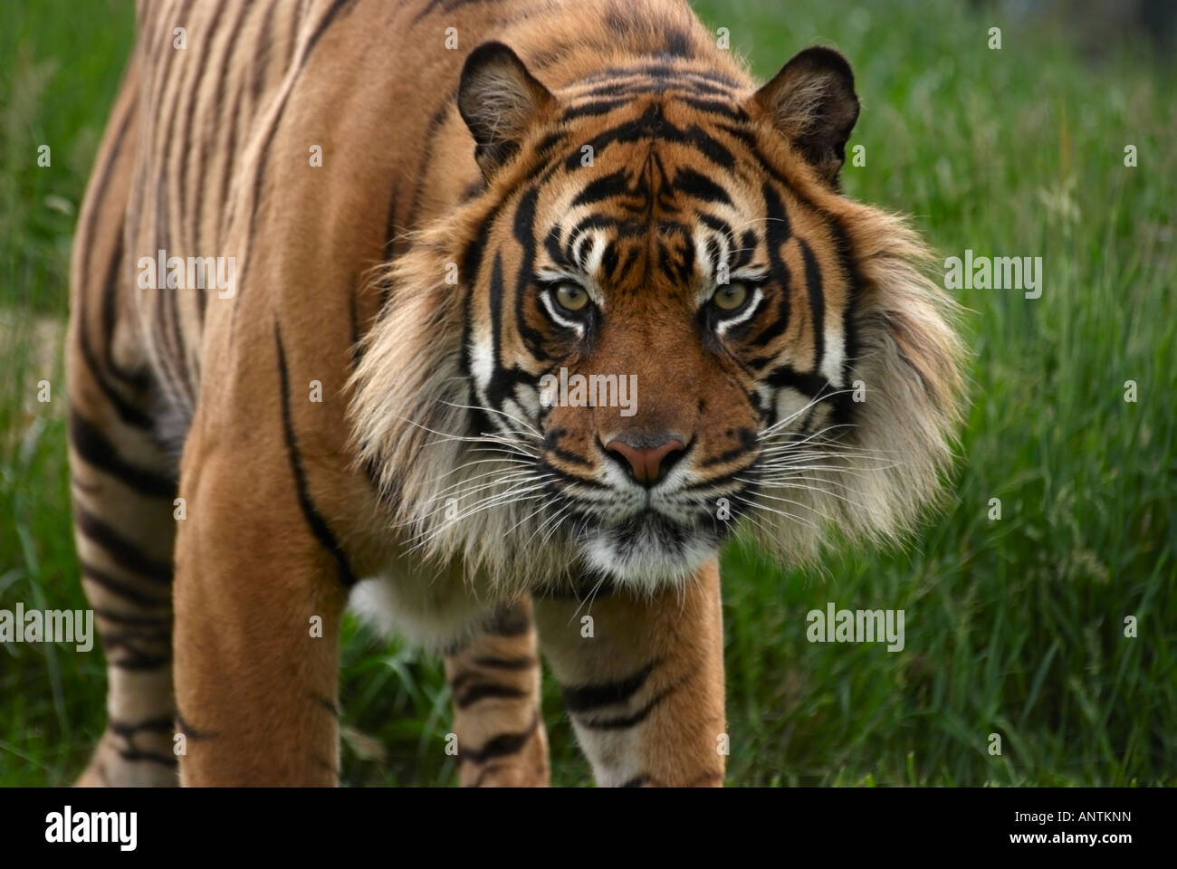 Male Sumatran Tiger Stock Photo