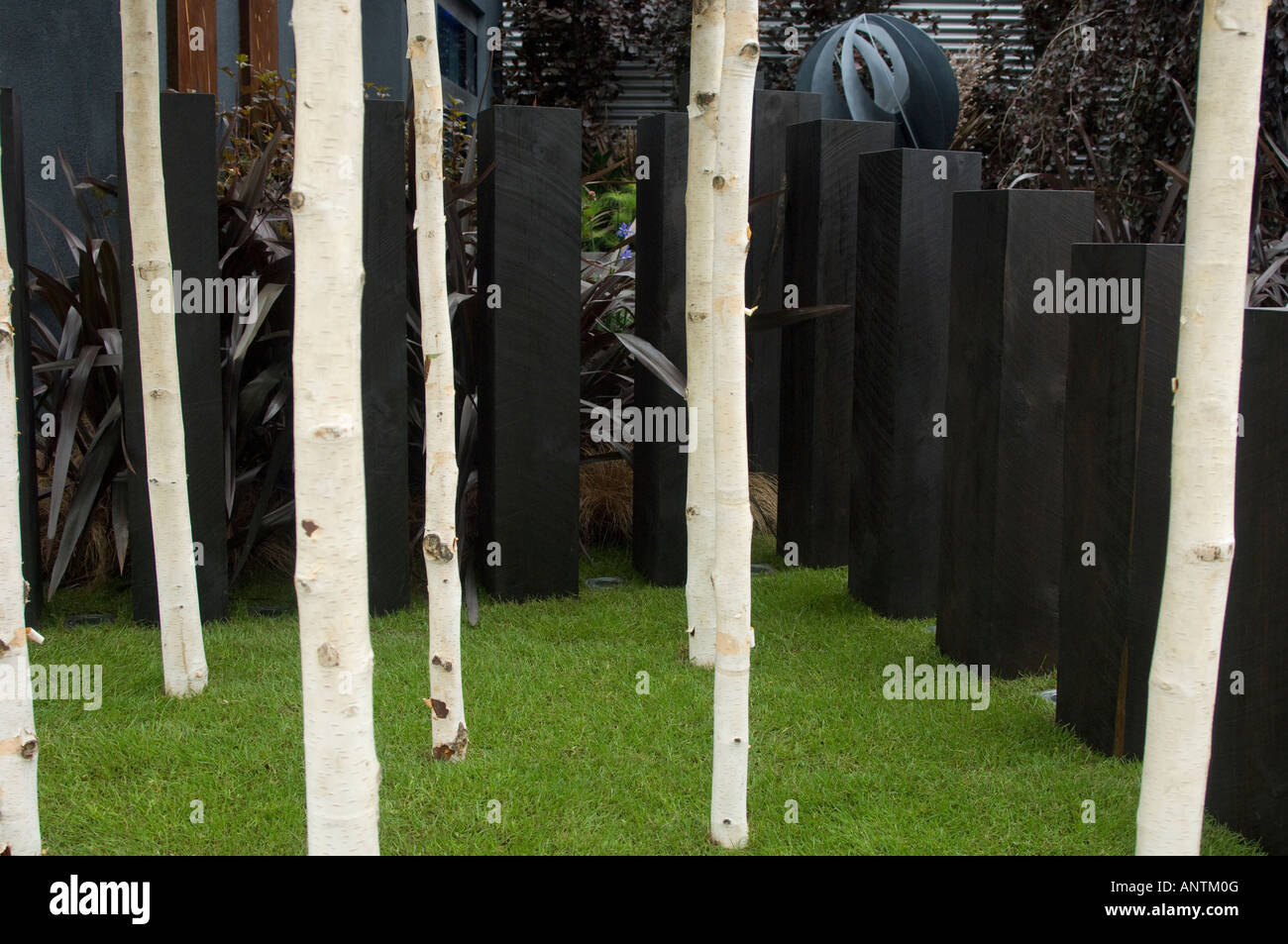 Silver Birch in the New Zealand Garden, Chelsea Flower Show 2007 Stock Photo