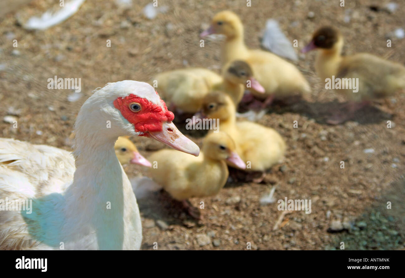a mother duck watches and guards her little ducklings Stock Photo