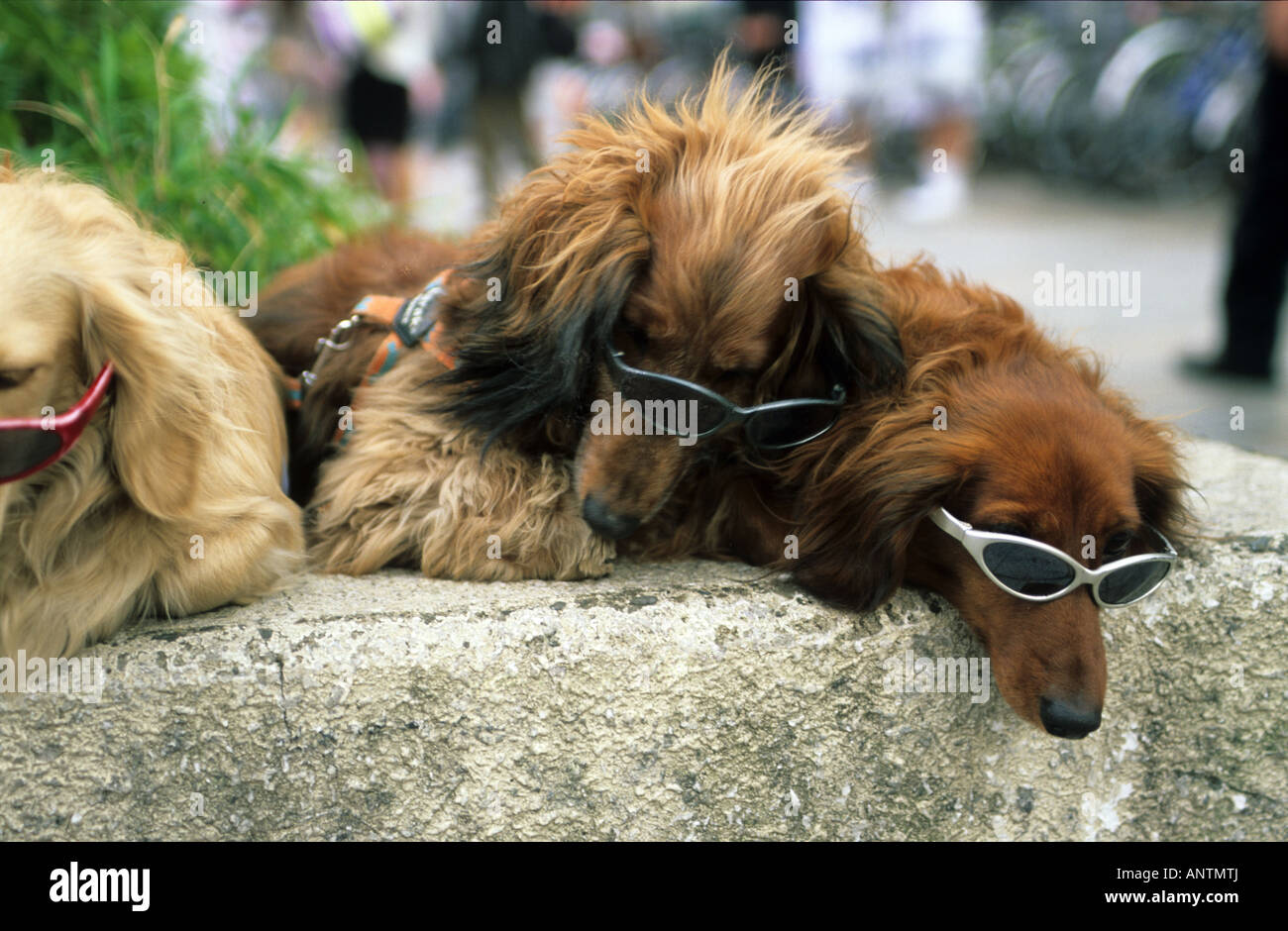 Fashionable Japanese dogs in Tokyo, Japan Stock Photo Alamy
