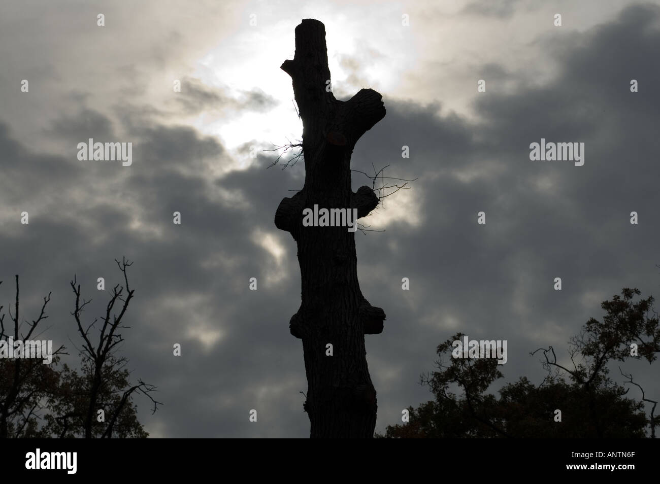 Silhouette of trimmed trunk Stock Photo