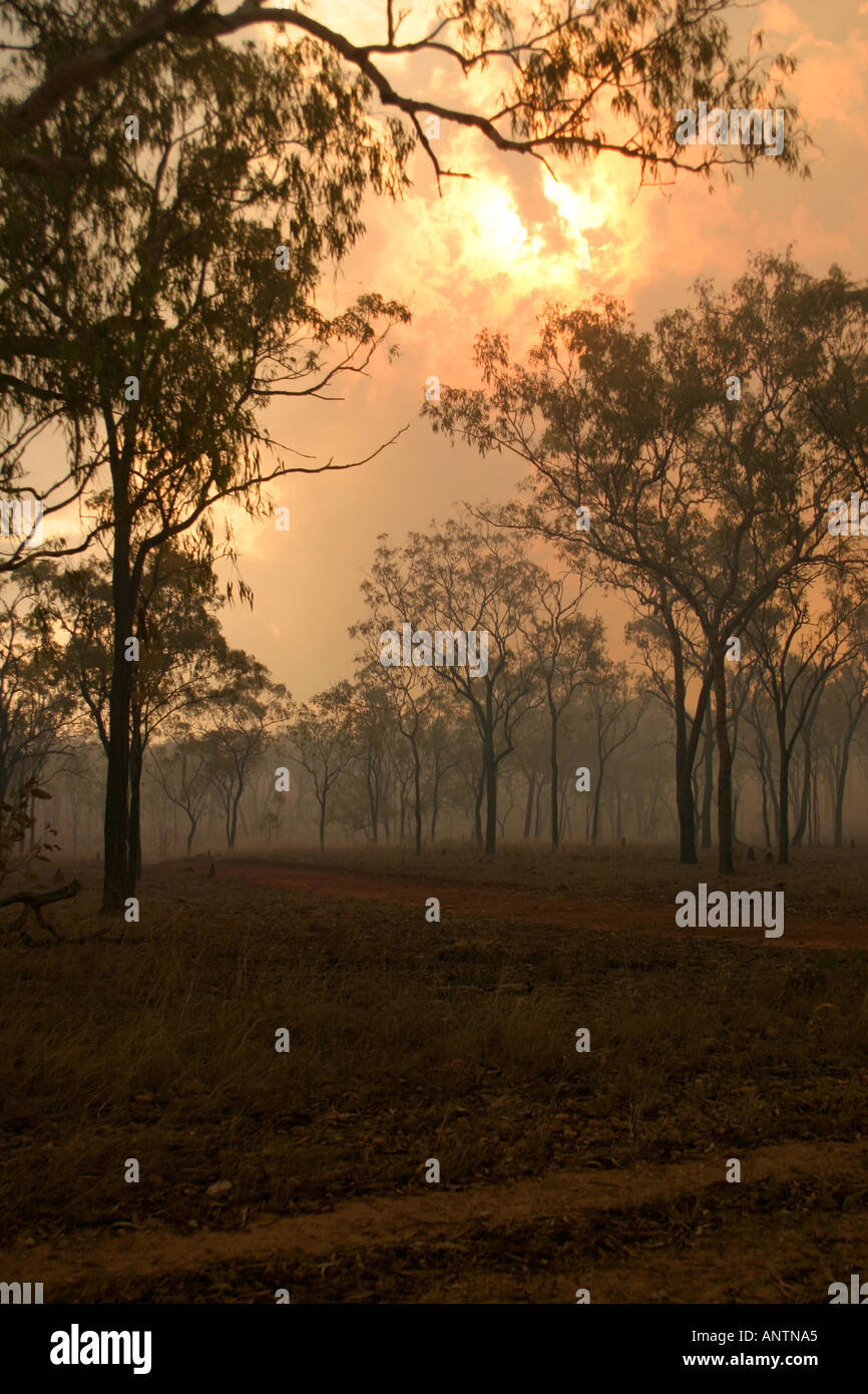 Dirt road sunset eucalyptus trees hi-res stock photography and images ...