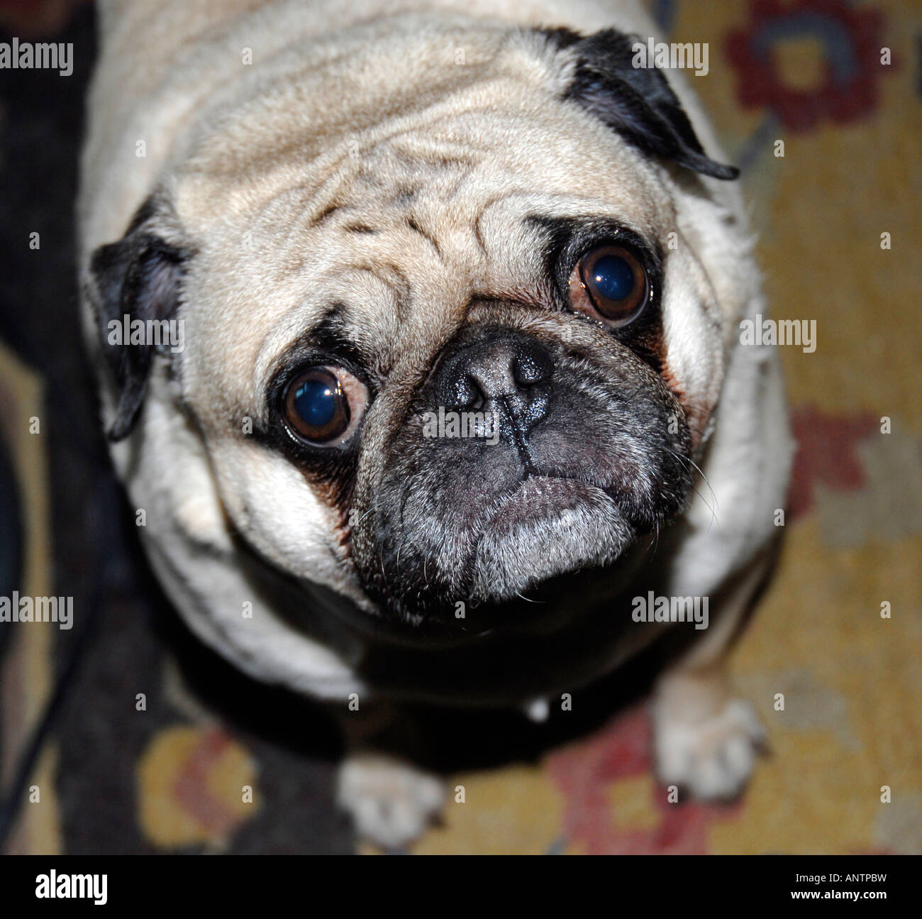 Pug dog looking up and worried Stock Photo
