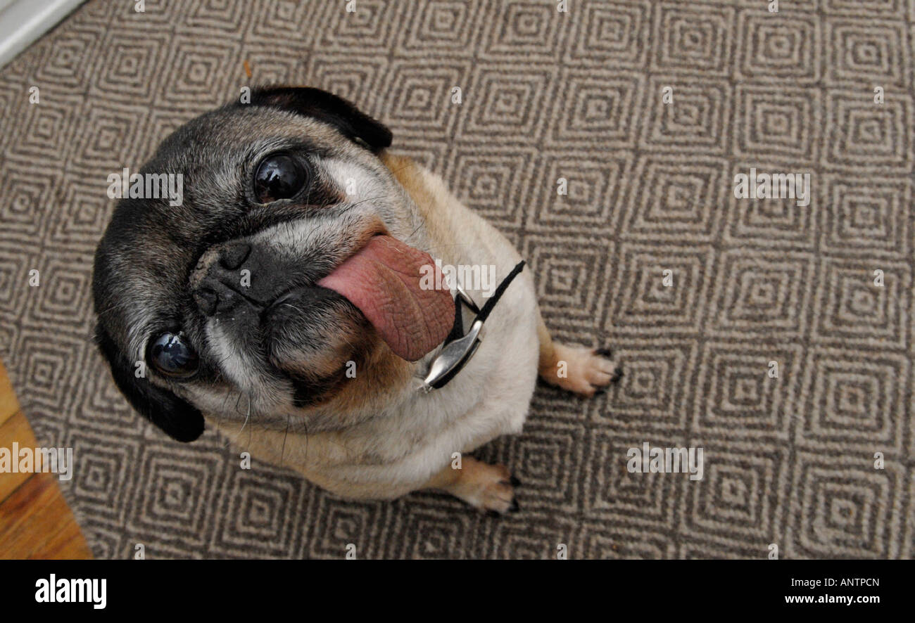 Pug dog with long tongue looking up Stock Photo