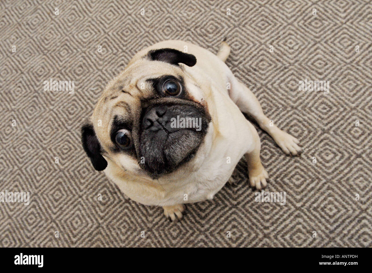 Pug dog looking up and worried Stock Photo
