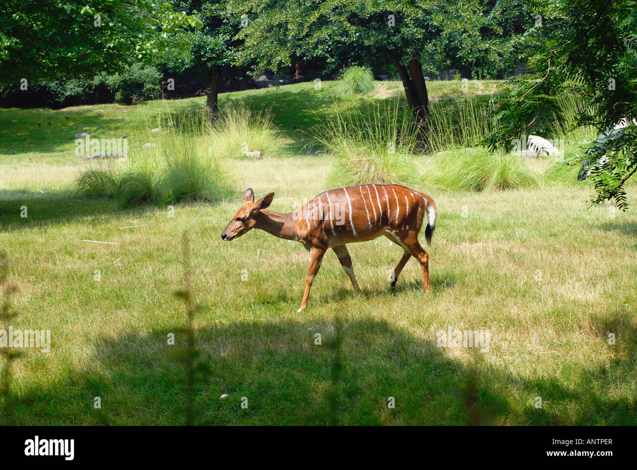 A brown Nyala Tragelaphus angasi species with white stripes in an open field Stock Photo