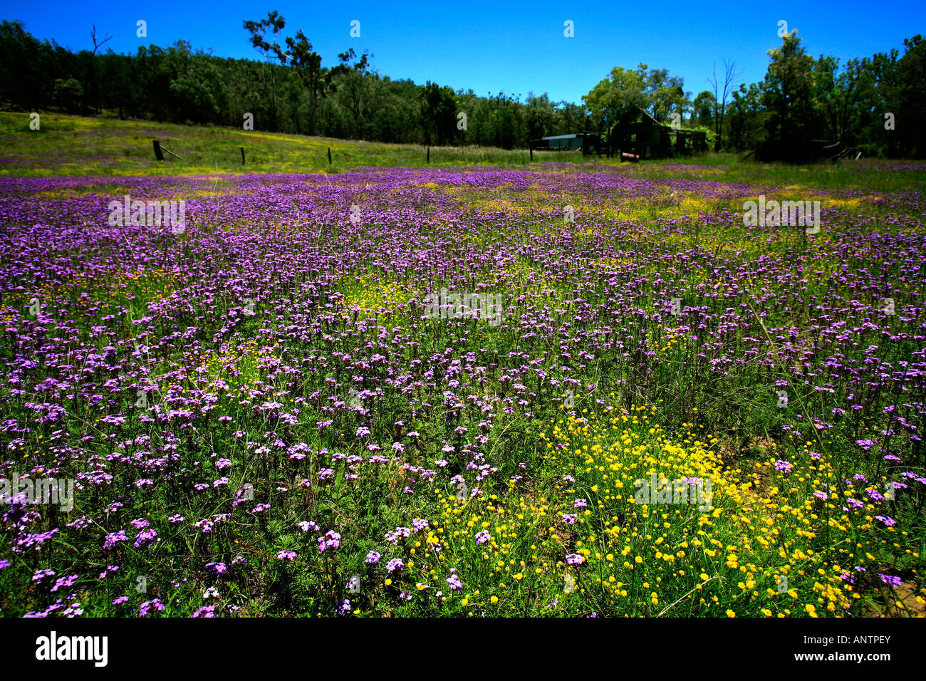 A field of patersons curse and buttercups in the Kwiamble National park NSW Australia Stock Photo