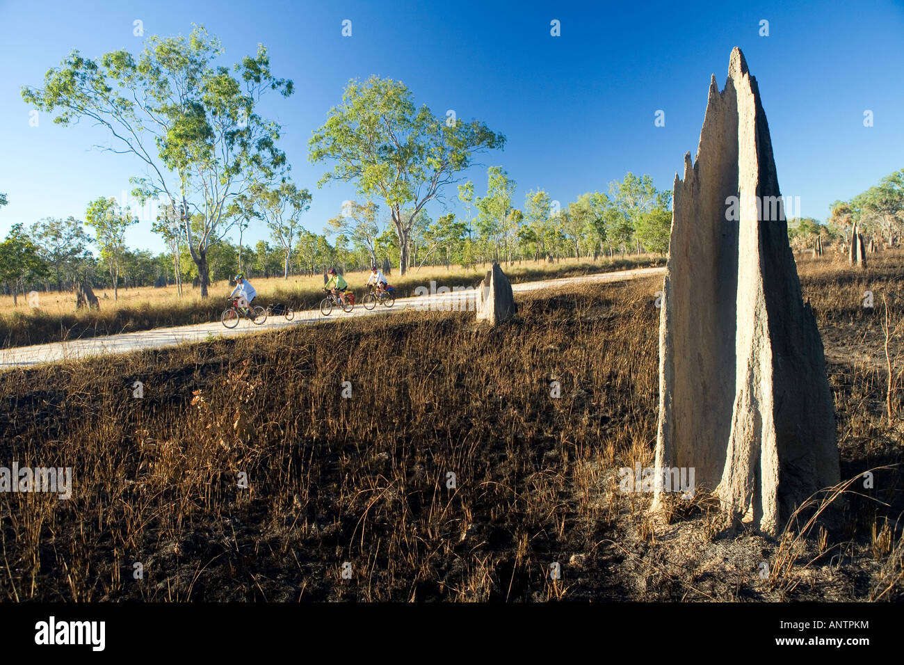 Cyclists pass termite mounds and burnt out country on Cape York Peninsula Stock Photo