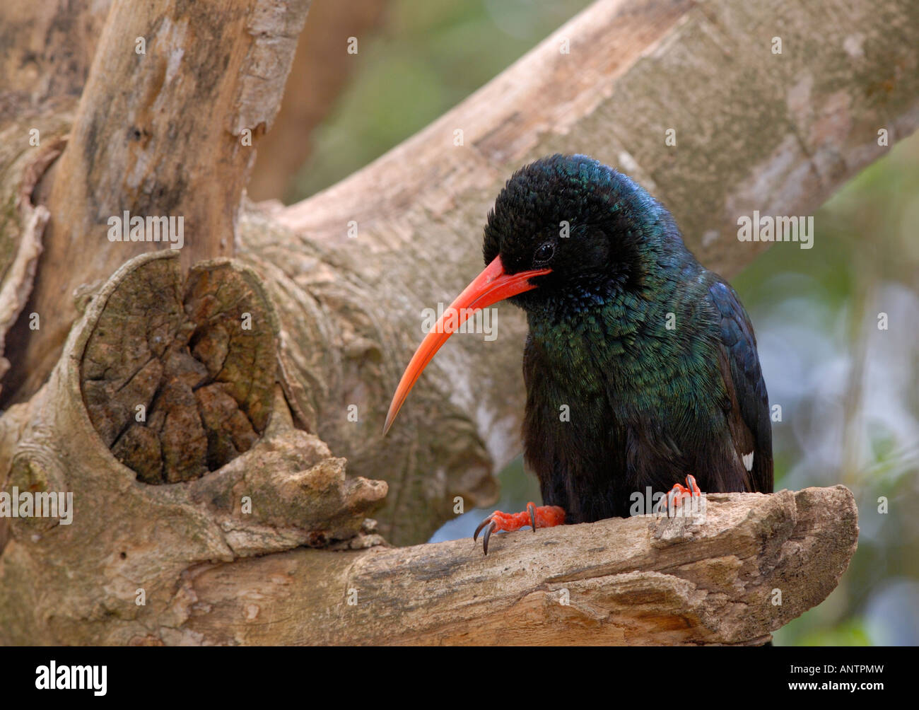 red billed wood hoepoe perching on branch in Addo Elephant National Park, South Africa Stock Photo