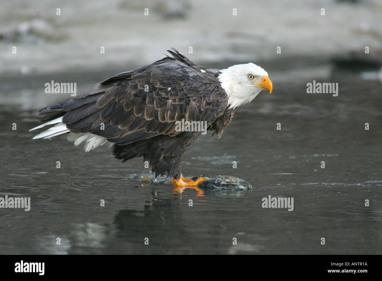 Bald eagle catching salmon hi-res stock photography and images - Alamy