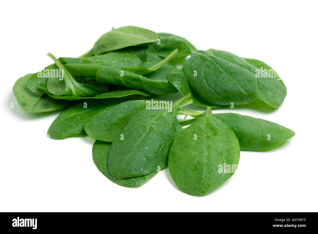 Baby Spinach on white background Stock Photo