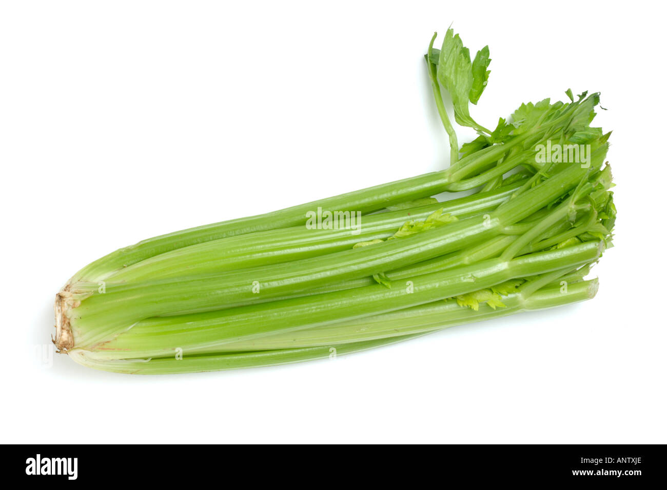Celery on white background Stock Photo