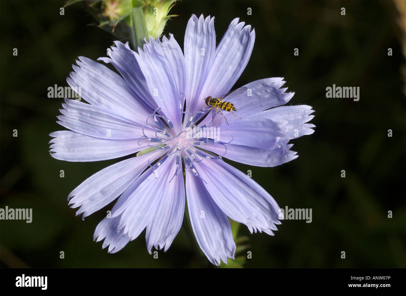 Germinating fly Toxomerus geminatus syrphid fly on a chickory flower Stock Photo