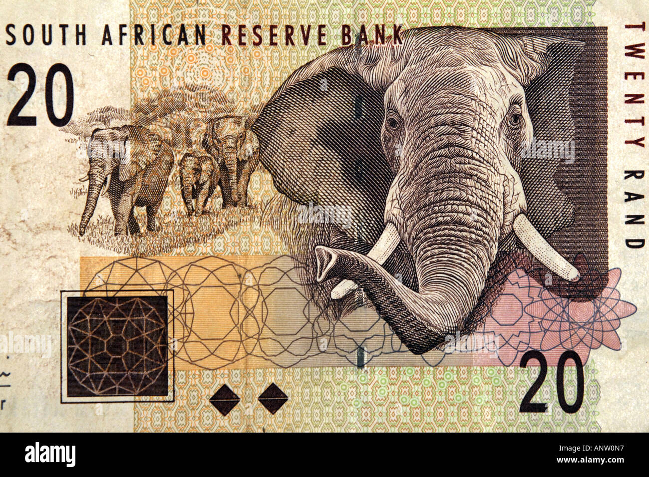 A close up of the Elephant on the Twenty Rand South African note. Stock Photo