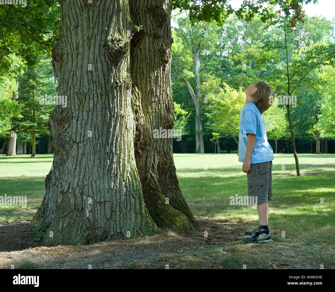 Boy Looking Up Tree Stock Photo 8915607 Alamy
