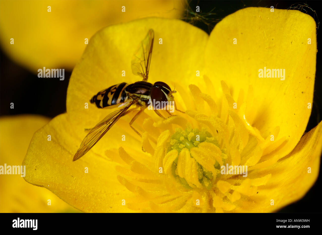 Germinating fly Toxomerus geminatus on a yellow flower. Stock Photo
