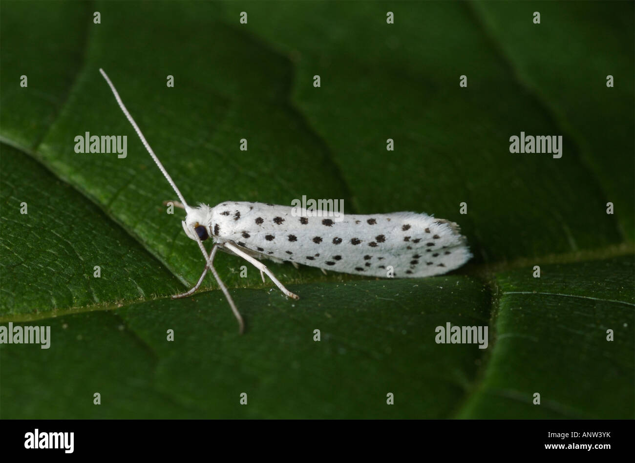 American Ermine Moth Yponomeuta multipunctella Stock Photo