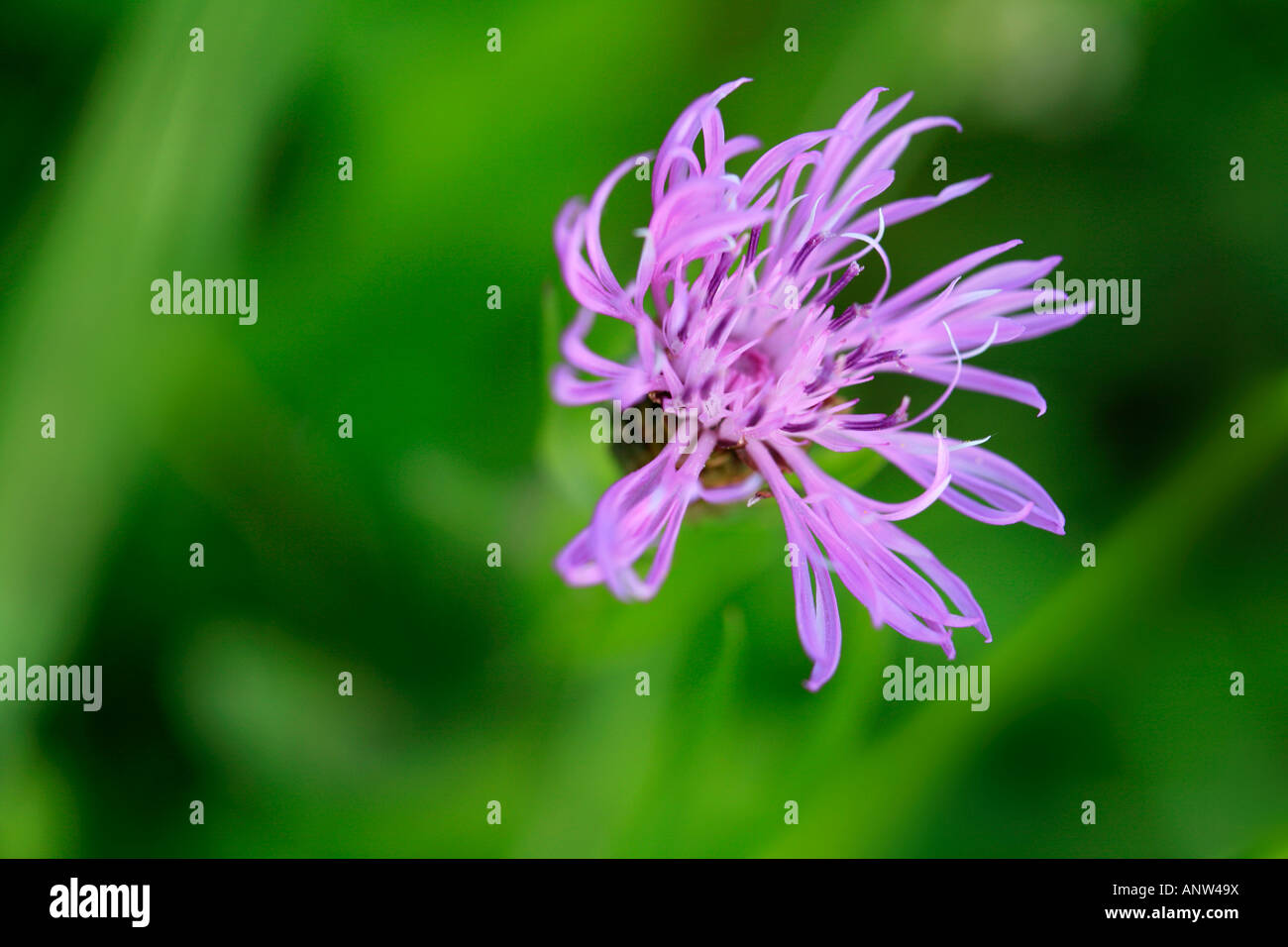 Close-up portrait of pretty purple black knapweed or common knapweed flower (Centaurea nigra) in summer meadow with blurred green background Stock Photo