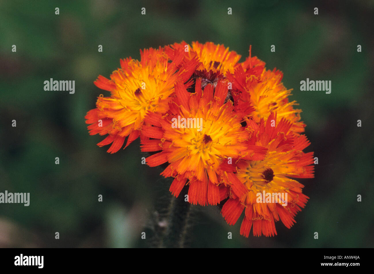 Orange Hawkweed or Devils Paintbrush, Hieracium aurantiacum Stock Photo