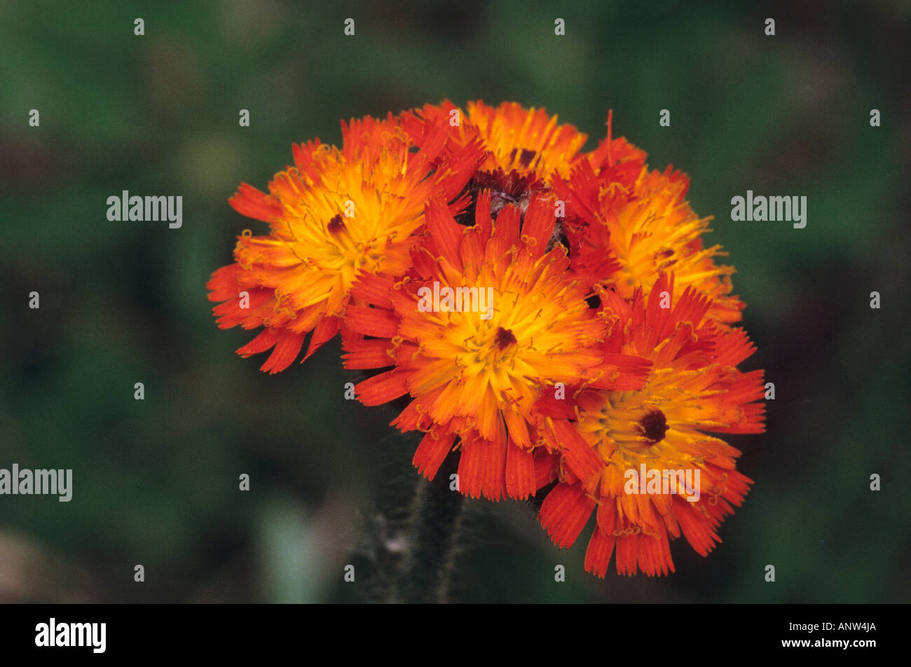 Devils paintbrush hi-res stock photography and images - Alamy