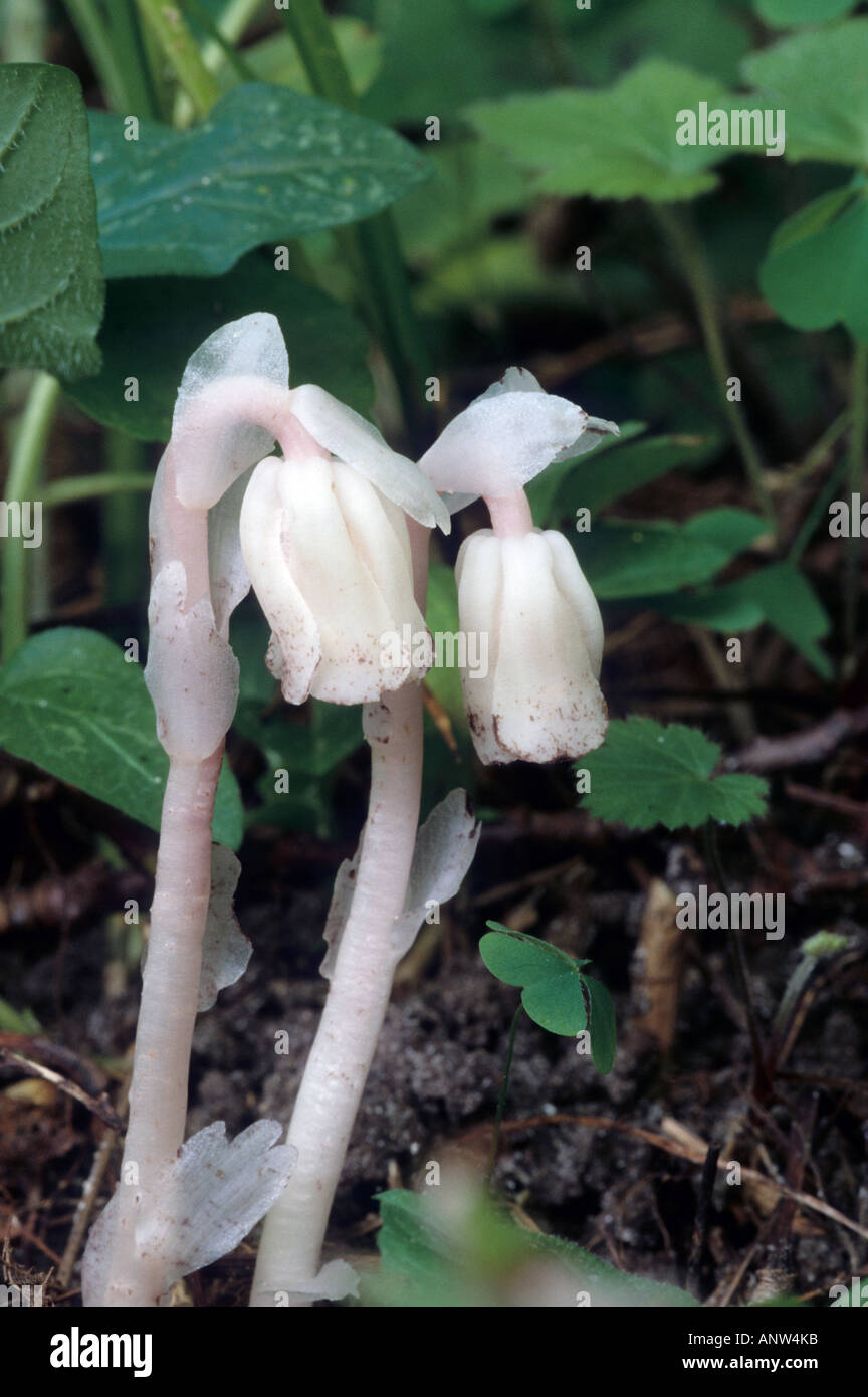 Indian Pipe or Corpse Plant, Monotropa uniflora Stock Photo