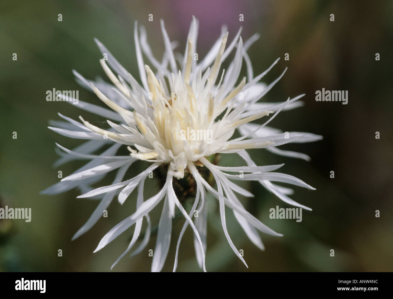 Spotted Knapweed, Centaurea maculosa Stock Photo